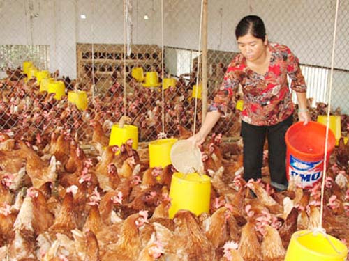 Thị trường thức ăn chăn nuôi: Cửa hẹp cho doanh nghiệp Việt
